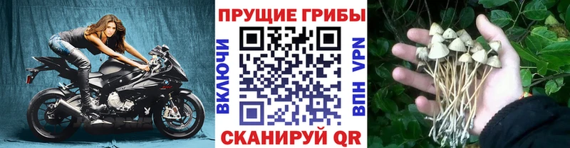 купить наркотик Ворсма Галлюциногенные грибы ЛСД